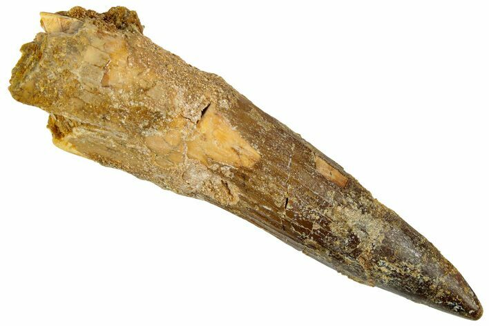 Bargain, Spinosaurus Tooth - Real Dinosaur Tooth #192047